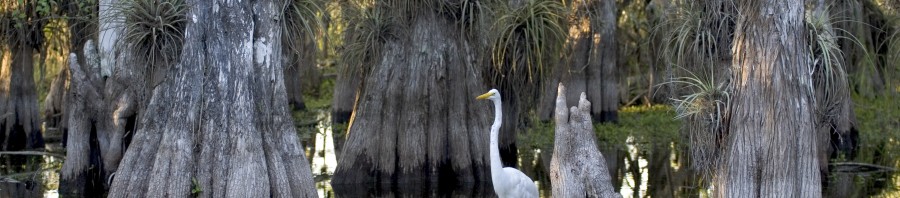 Figure 2. Wetlands in right field of Rubbery Shrubbery Stadium.* Notice that no crocogators, bears, or cougars are to be seen.